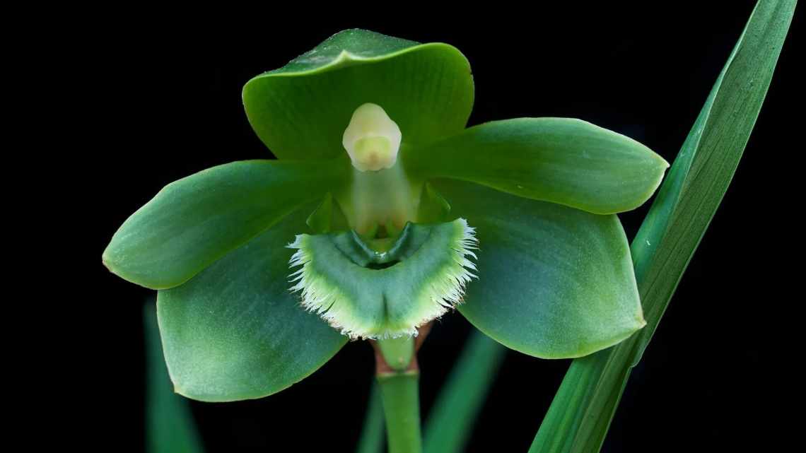 Зелена орхідея - правда чи міф?