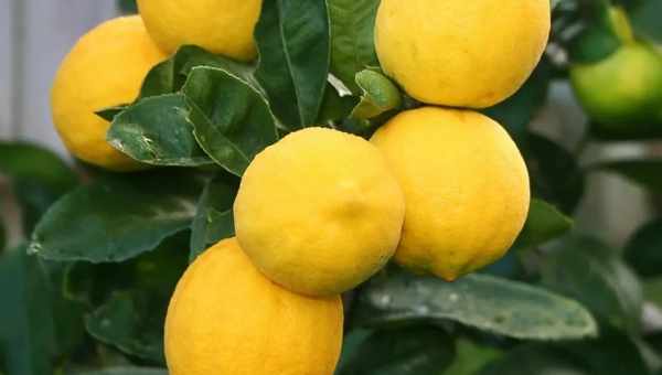 Сорт лимона Ювілейний